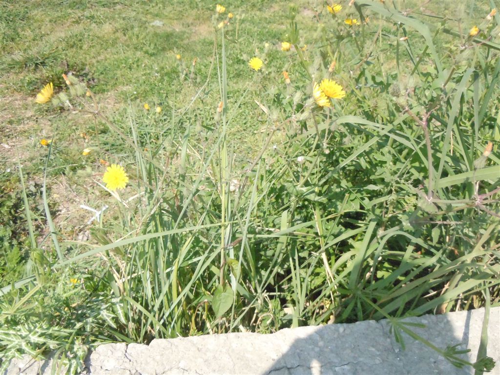 Sonchus??